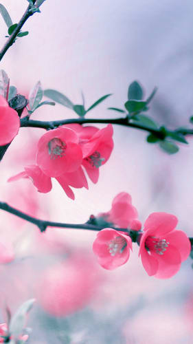 Fondo de pantalla con flores de cerezo