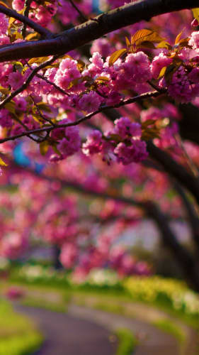 Fondo de pantalla con flores de cerezo