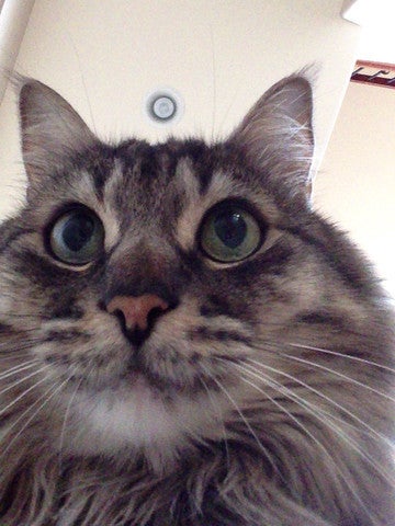 Aplikacje dla kotów - cat selfie na iPad Aplikacje dla kotów - cat selfie na iPad