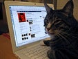 facebook-cat