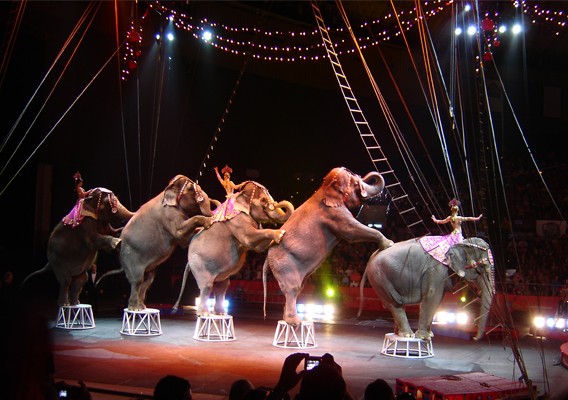 elefante_circo