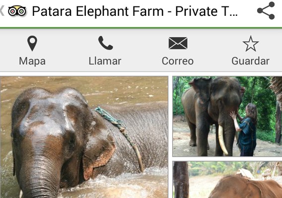 Elefantes TripAdvisor