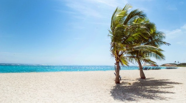 Playa con palmera
