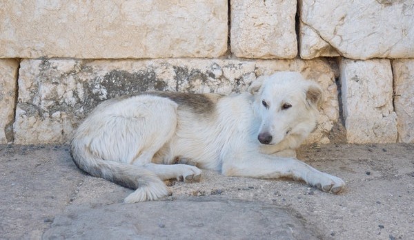 Perro tumbado en la calle