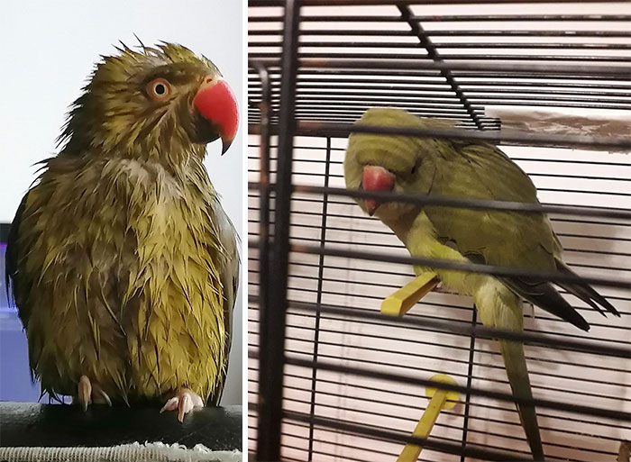 Loro en videollamada