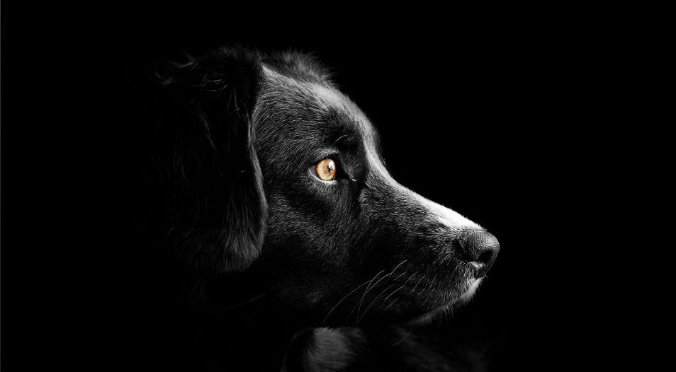 La imagen tiene un atributo ALT vacío; su nombre de archivo es fondo-de-pantalla-perro.jpg