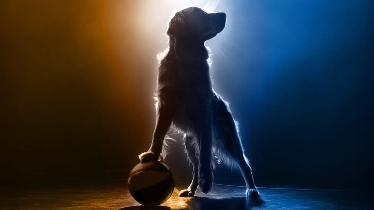 Va a haber una nueva ‘Air Bud’. Y lo primero de todo, claro, es el casting del perrete