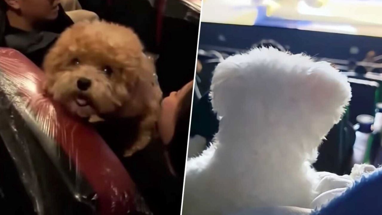 La adorable iniciativa de los cines de China en el estreno de Zootrópolis 2 lleva a decenas de perros al cine