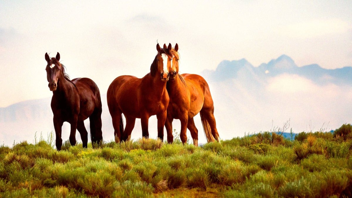 EE. UU. duplica en 2025 las ventas de caballos salvajes