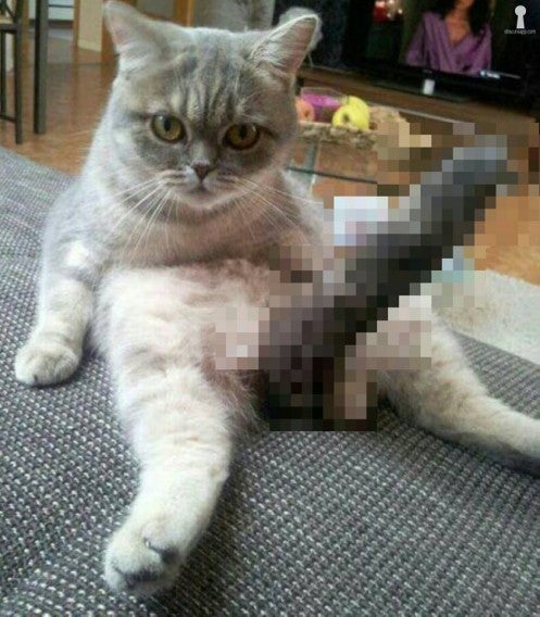 Obscure cat
