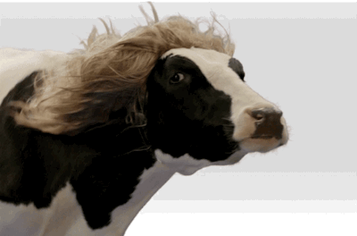 fabioCow