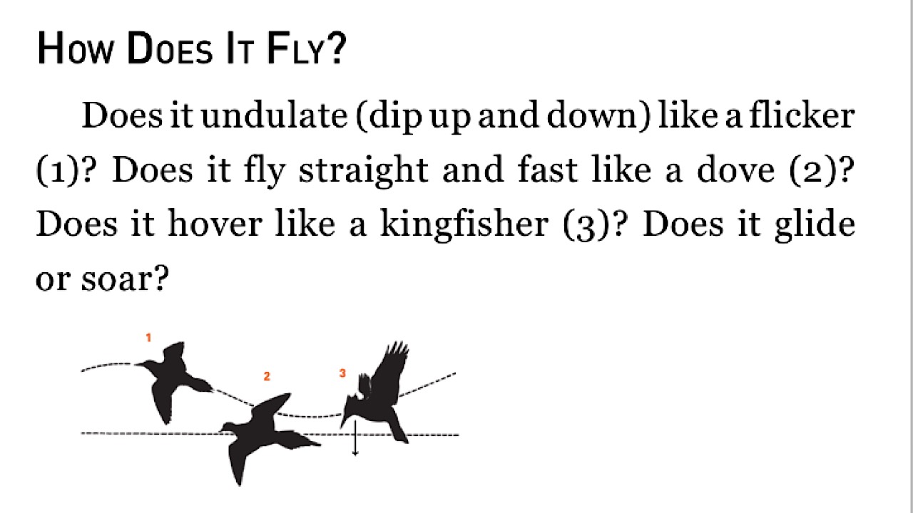 peterson how does it fly screenshot