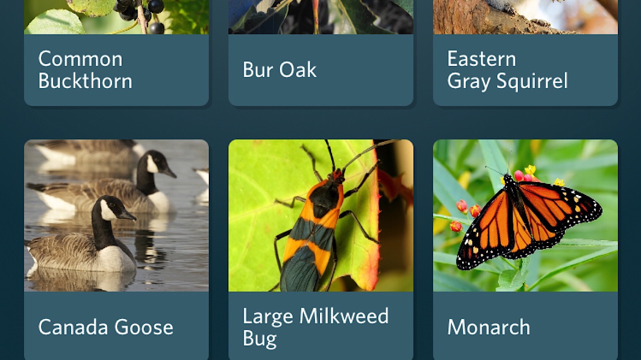 seek app categories