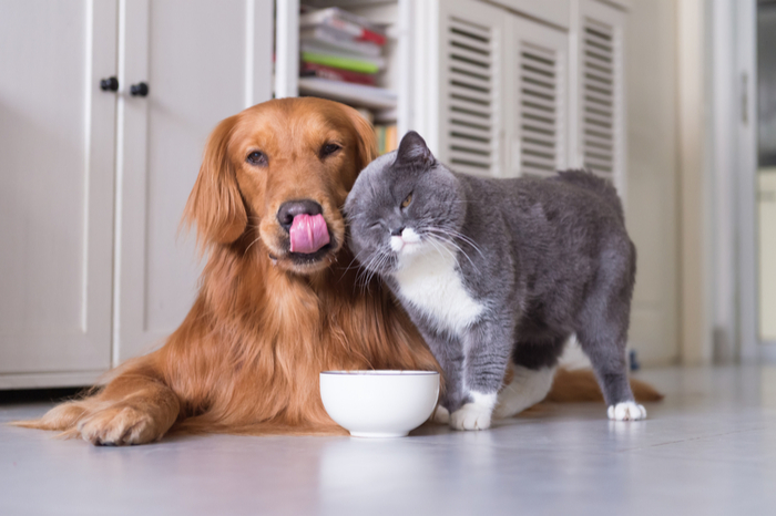 pets dog cat