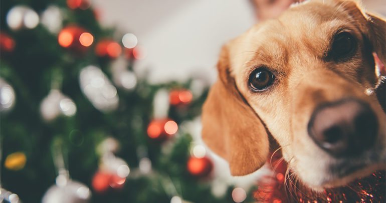 Make this year an awesome Christmas for your pupper!