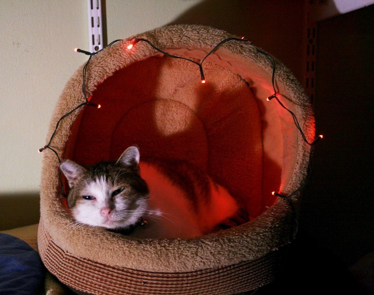 Your cat will feel so happy and at home with a new warm cat bed.