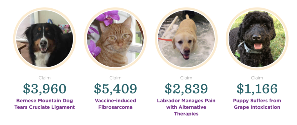 Embrace pet insurance