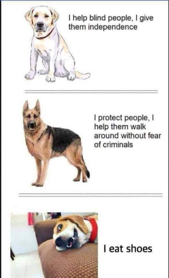 Dog