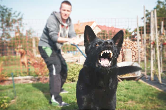 Dog bite