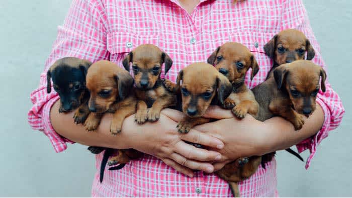 Puppies!