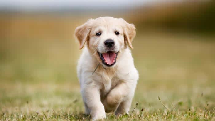 Puppies