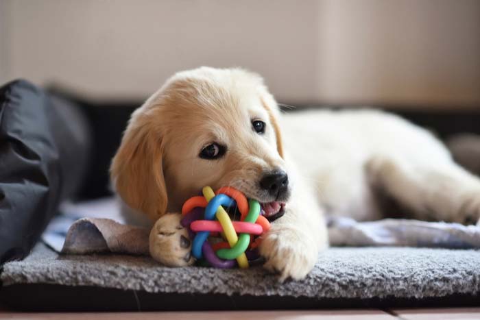 Dog toys