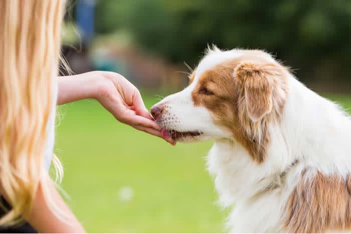 Dog treats