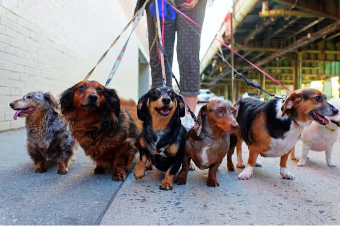 Dog walker