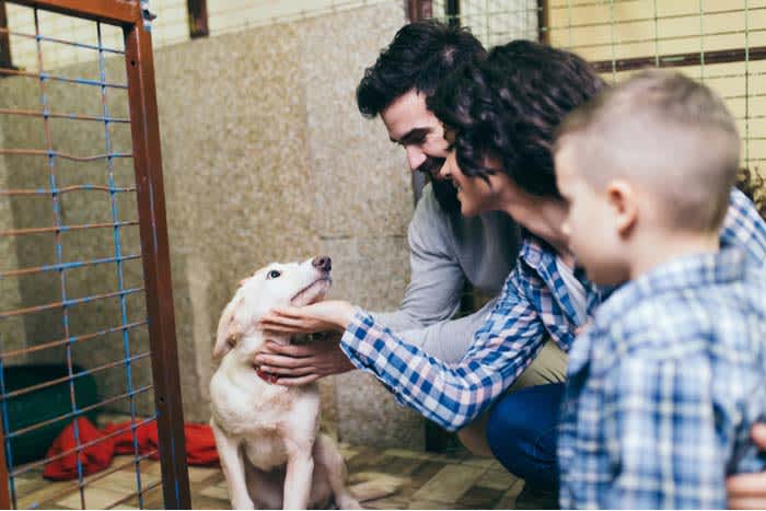 Adopt a dog