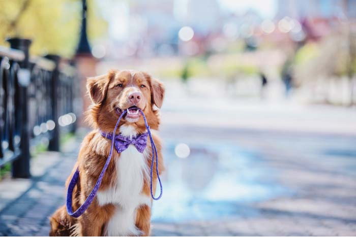 Dog on a leash