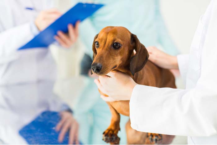 Vet visit