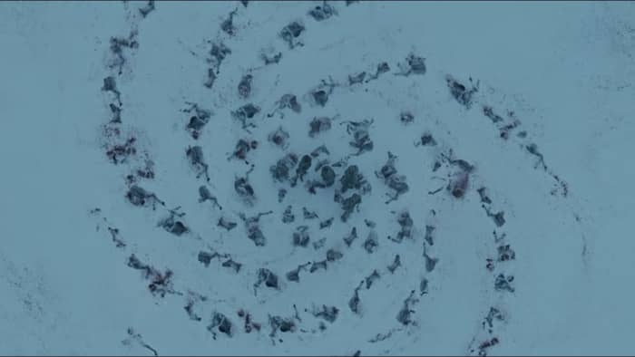 Horse corpses