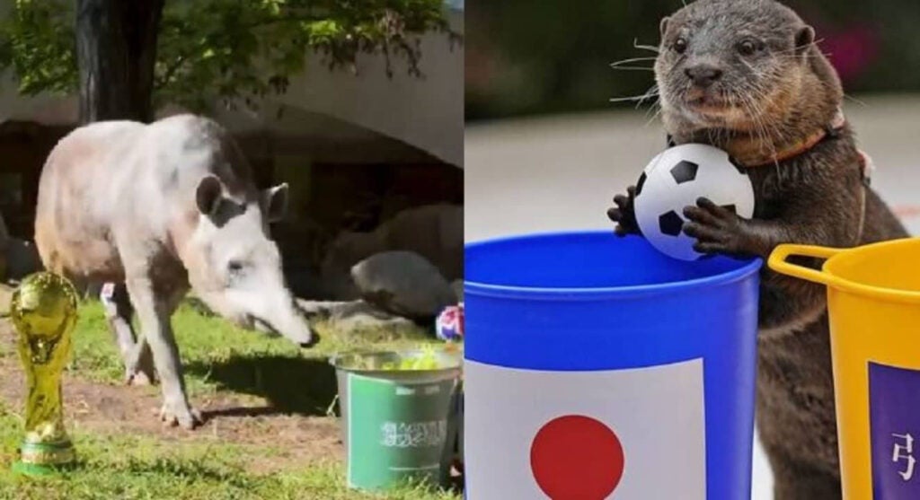 Apps to predict World Cup results