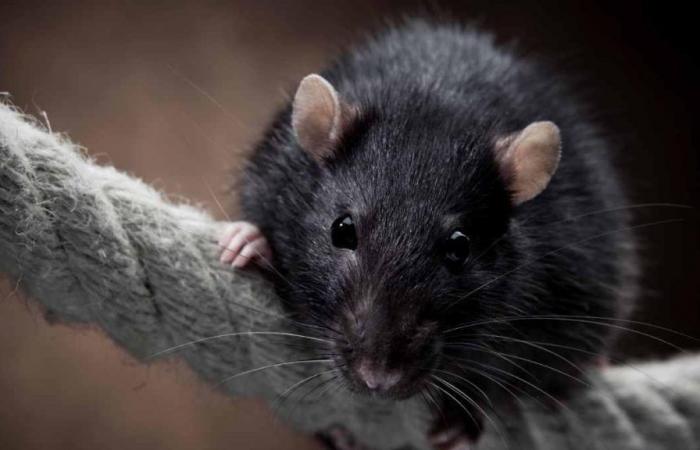 rat in New York City