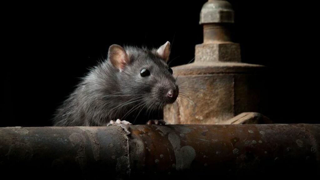 rat in New York City