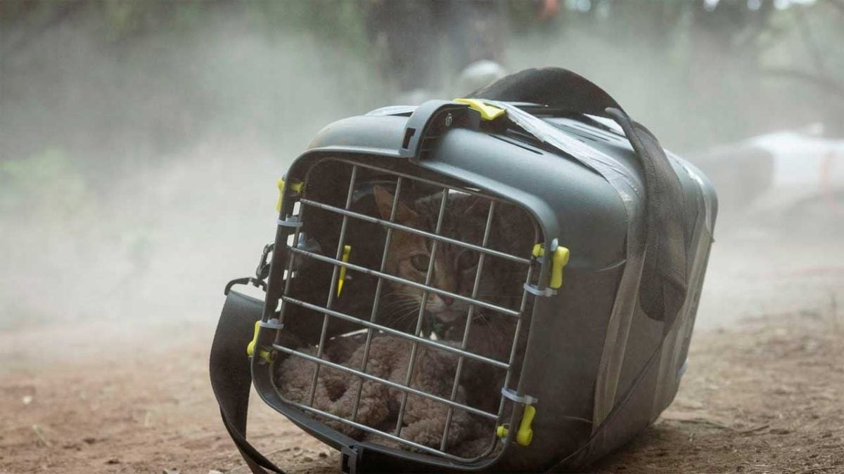 After breaking records on Prime Video, this zombie movie begins filming its second part