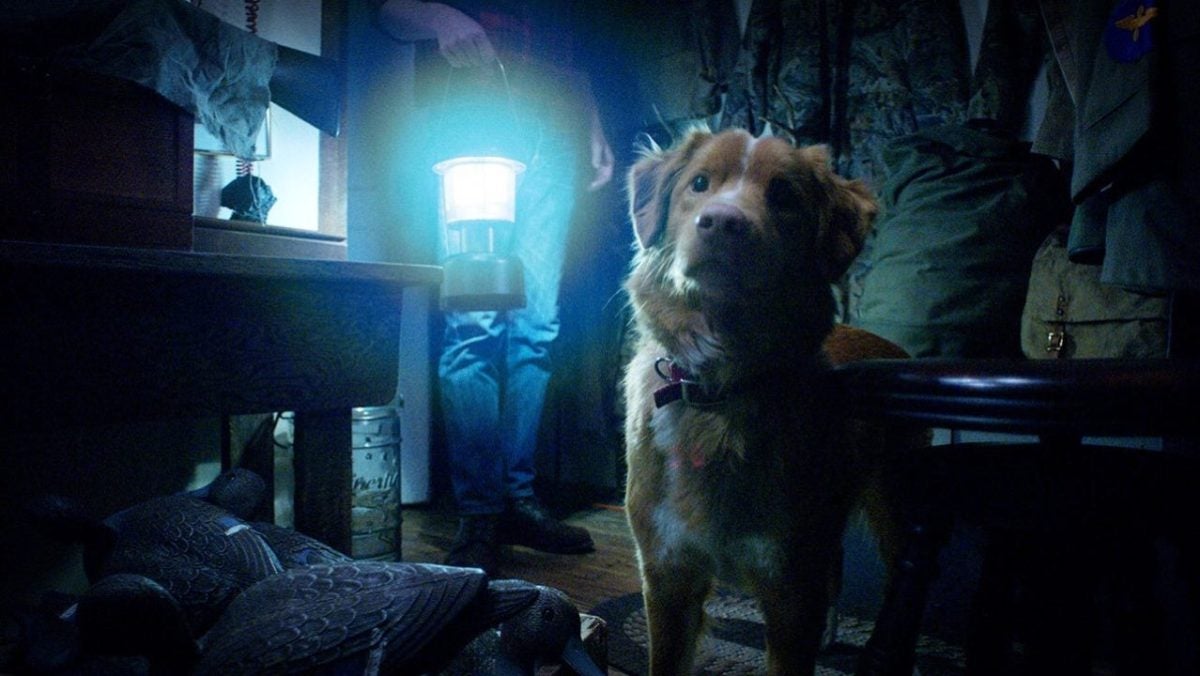 This horror movie is fascinating everyone who watches it for a very simple reason: it is narrated from the perspective of a little dog