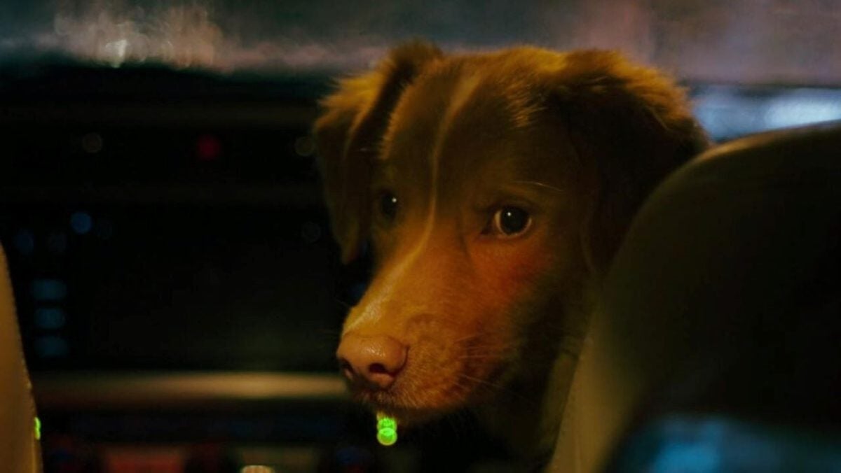 This is the first animal to win an award for best performance