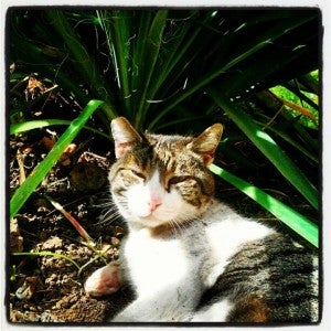 gatti instagram