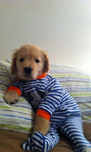 puppy