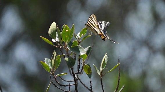 Farfalla