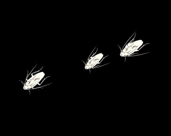 cockroach-screensaver-01-700x560