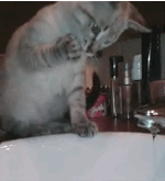 Mac - Gif Brewery Cat