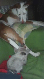 Free Video to GIF - Cat and Dog