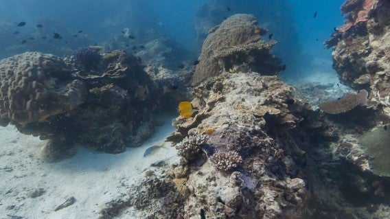 Google Maps Street View lässt Sie am weltgrößten Korallenriff mit Schildkröten schwimmen