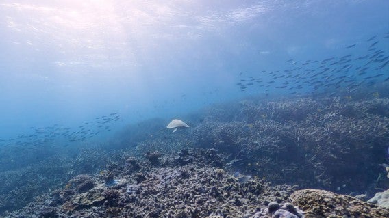 Google Maps Street View lässt Sie am weltgrößten Korallenriff mit Schildkröten schwimmen
