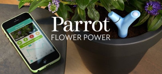 Parrot Flower Power