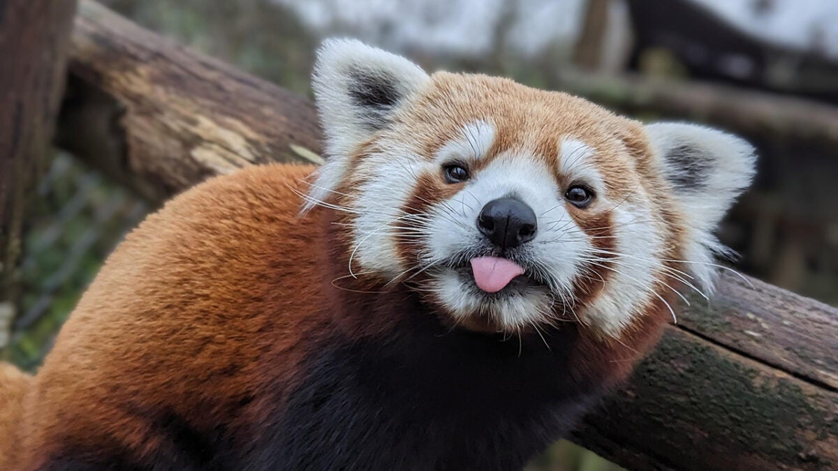 Qu'est-ce que red_panda ? Cette IA génératrice d'images dépasse les meilleures du marché et on ne sait presque rien d'elle