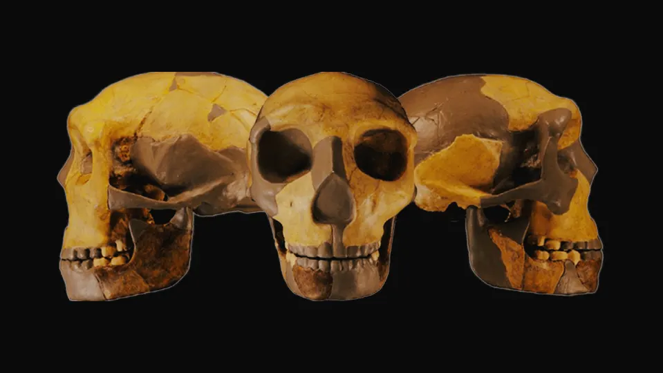 ¿El eslabón perdido? Así es el cráneo de este antepasado del ser humano que desconcierta a los científicos
