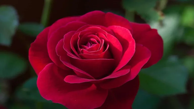 Imagen de artículo: Cómo elegir la rosa perfe…